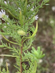 Rhopalomyia gemmaria