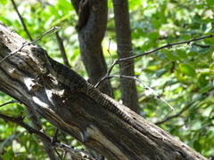 Ctenosaura oaxacana
