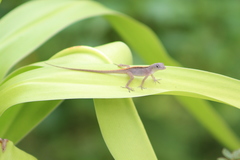 Anolis sagrei