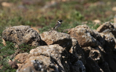 Saxicola dacotiae