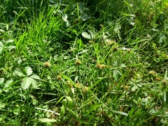 Cyperus brevifolioides