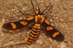 Phoenicoprocta hampsonii