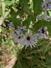 Symphyotrichum