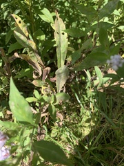 Symphyotrichum