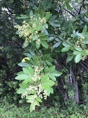 Schinus terebinthifolia