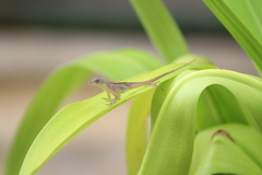 Anolis sagrei