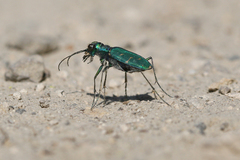 Cicindela tranquebarica sierra