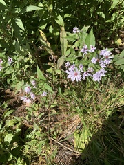 Symphyotrichum