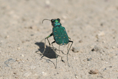 Cicindela tranquebarica sierra