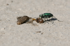 Cicindela tranquebarica sierra