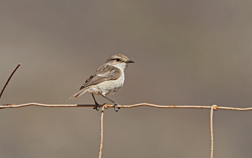 Tarabilla canaria (Saxicola dacotiae)
