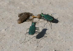 Cicindela tranquebarica sierra