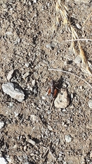 Anonconotus pusillus