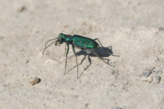 Cicindela tranquebarica sierra
