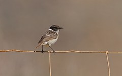 Saxicola dacotiae
