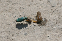 Cicindela tranquebarica sierra
