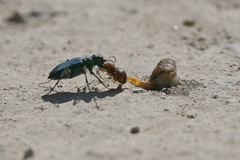 Cicindela tranquebarica sierra