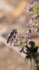 Austroscaeva melanostoma