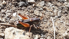 Anonconotus pusillus