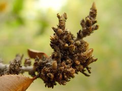 Cystotheca lanestris