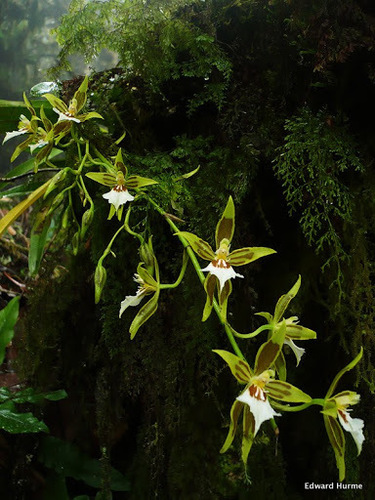 Multistellare Oncidium