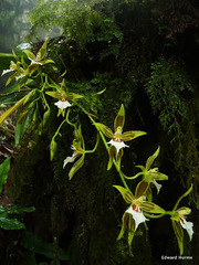 Oncidium multistellare