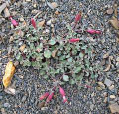 Silene humilis
