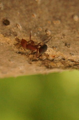 Camponotus rectangularis