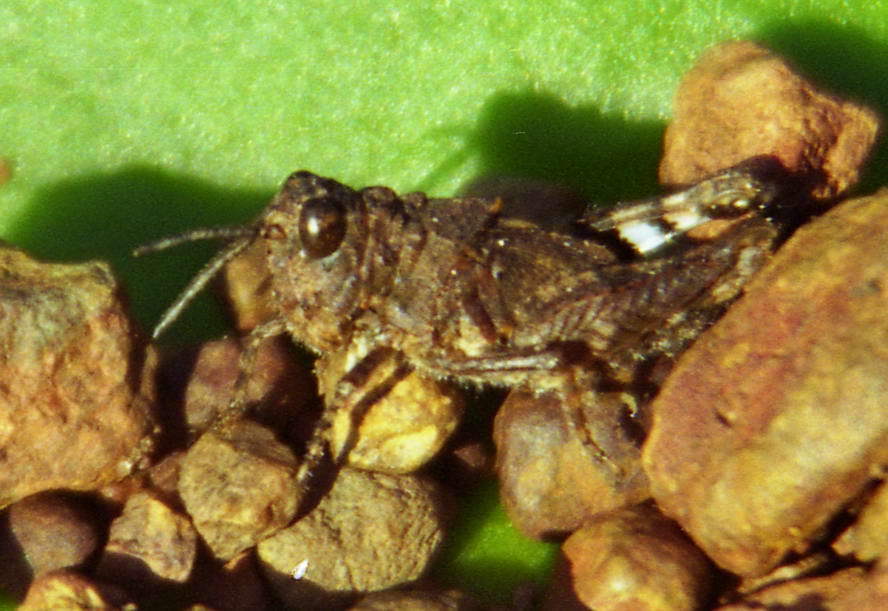 Trilophidia repleta