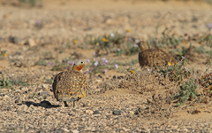 Pterocles orientalis