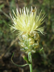 Centaurea appendicata