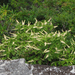 Clethra acuminata - Photo (c) BlueRidgeKitties, algunos derechos reservados (CC BY-NC-SA)