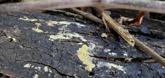Trichoderma sulphureum