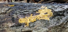 Trichoderma sulphureum