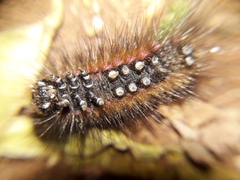 Paracles phaeocera