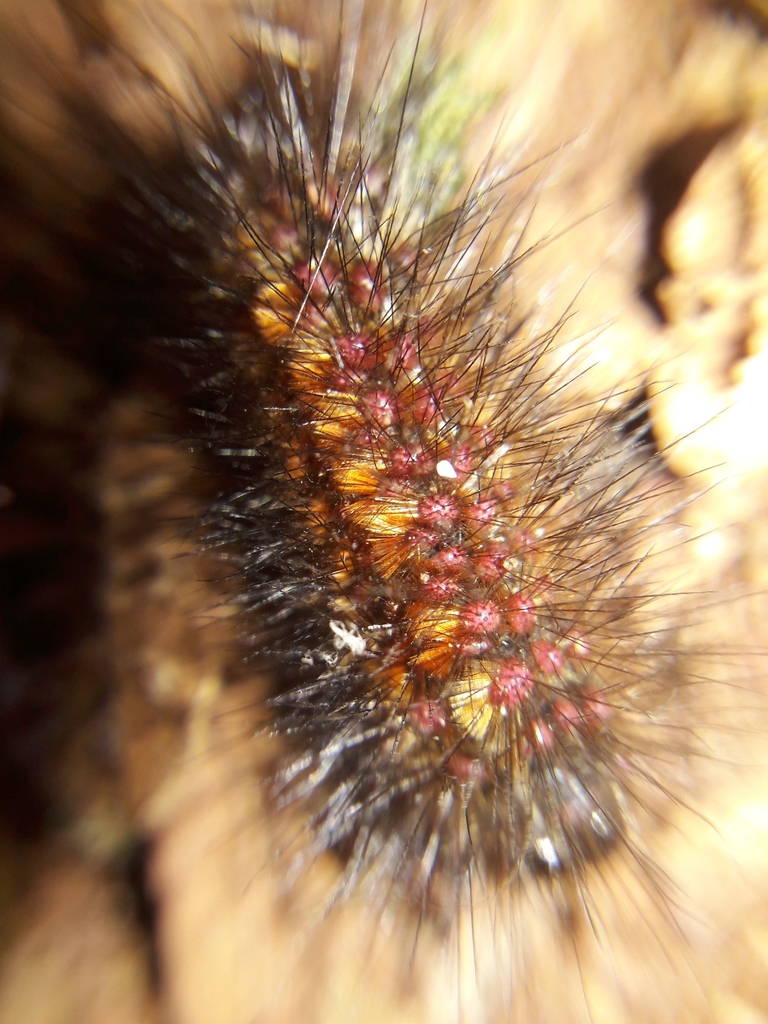 Paracles phaeocera