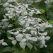 Clustered Mountainmint - Photo (c) rockerBOO, some rights reserved (CC BY-SA)