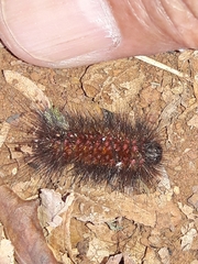 Paracles phaeocera