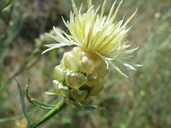 Centaurea appendicata