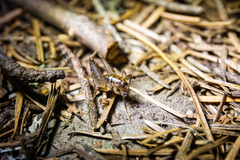 Pristoceuthophilus cercalis