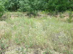 Centaurea appendicata