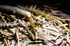 Pristoceuthophilus cercalis