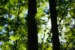 Pterocarya rhoifolia