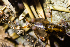 Pristoceuthophilus cercalis