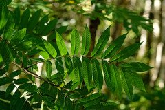 Pterocarya rhoifolia