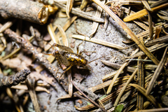 Pristoceuthophilus cercalis