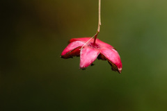 Euonymus latifolius planipes