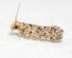 Amydria margoriella