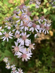 Symphyotrichum