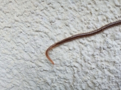 Henia vesuviana